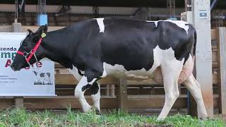LOTE 31 - 5123
