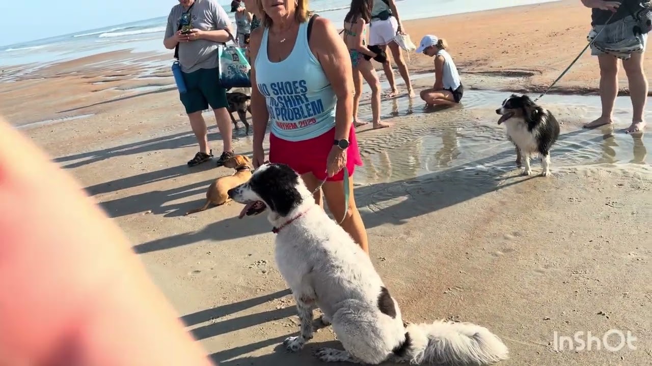 Enlarge Carter, a ADOPTABLE Australian Shepherd in New Smyrna Beach, FL video 6/6