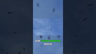 Vogelabwehr: Restrisiko bleibt bestehen!