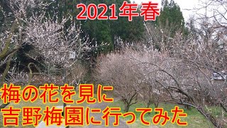 【大分県】春夭夭　梅の花を見に吉野梅園に来てみた