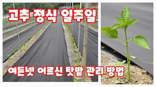 고추 심은지 일주일 괴산청결고추 괴산고추 [고추재배방법]