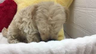 ハーフ犬の動画01