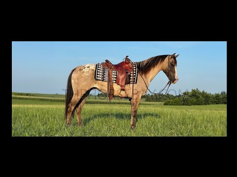 Grulla and White Appaloosa Trail and Show Gelding For Sale