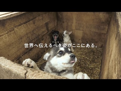 Trailer for the film "Dogs and War: What I Saw in Ukraine"