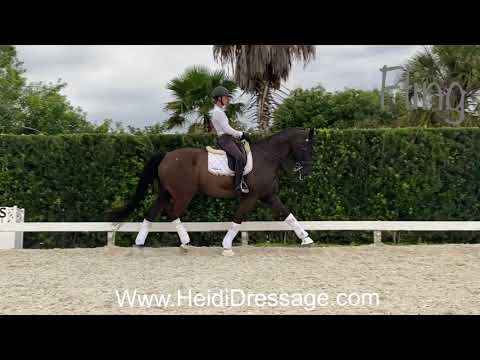 SOLD - FLING - 2009 17.1 hd Imported Hanoverian. PSG/INT1 Schoolmaster - Extensive show recored.