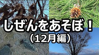 しぜんをあそぼ！生き物を見つけられるかな？(12月編)