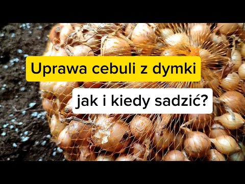 , title : 'Uprawa cebuli z dymki.🧅🧅🧅 Jak i kiedy sadzić dymkę?'