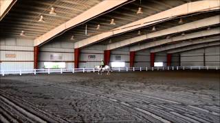 2002 All-Around Appaloosa Gelding