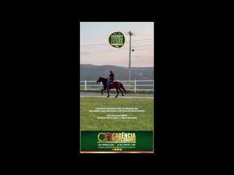 MANGALARGA MARCHADOR - GARIMPO MARCHA PICADA