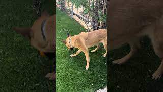 Video preview image #1 German Shepherd Dog-Unknown Mix Puppy For Sale in Pasadena, CA, USA