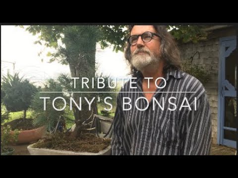 My Tribute to Tony's Bonsai