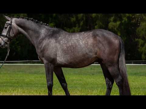 4y gelding by Diamaro x Contact ME freejump