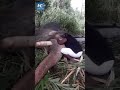 Man sings elephant to sleep with lullaby