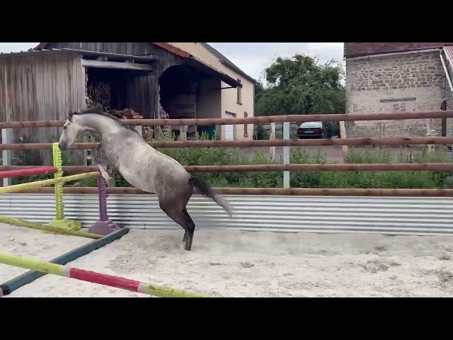 Caballo castrado Origine Constat&eacute;e En venta 2022 Tordo