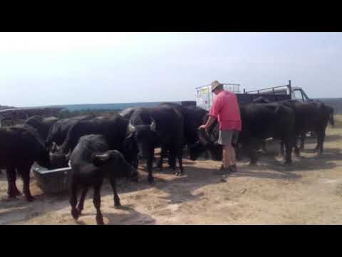 Ferma de Bivoli Lăzăreni  20170812 152403