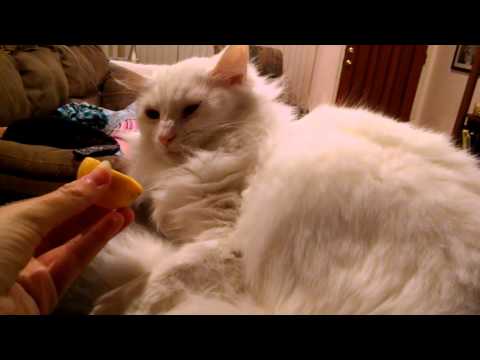 Mia P. Does Not Approve of Lemons