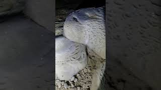 preview picture of video 'Inside Phanai Cave, Muang Ngoy Northern Laos'