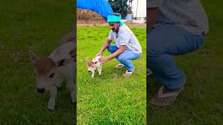 Download lagu Miniature Cattle # Dr krishnam Raju Created Breed # nadipathy Goshala mp3 Download lagu Miniature Cattle # Dr krishnam Raju Created Breed # nadipathy Goshala mp3