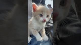 Gatito en AGAVE AZUL