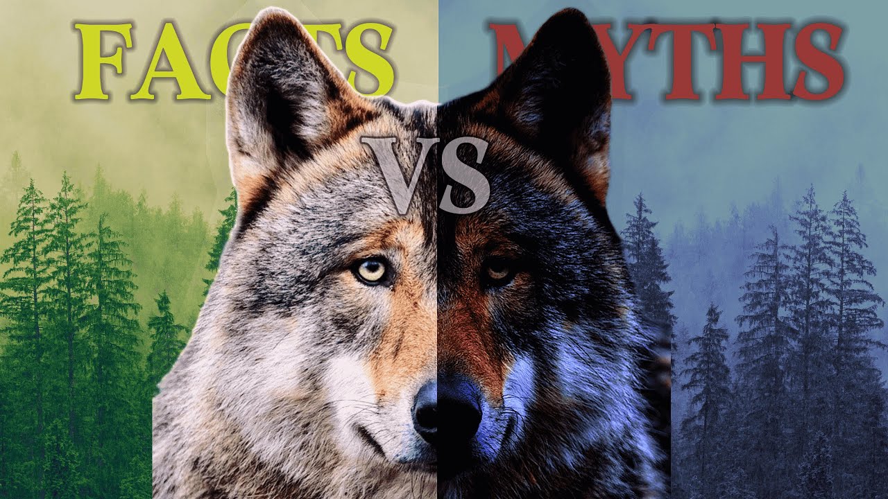 The Truth About Wolves: Separating Myths from Reality