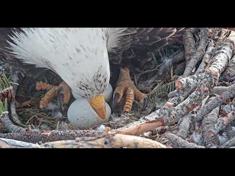 Big Bear Eagle Cam - Shadow & Precious Eggs - CLOSEUP. !  + Song  :)