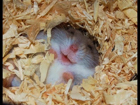 Les hamsters sont fous - compilation de hamsters drôles
