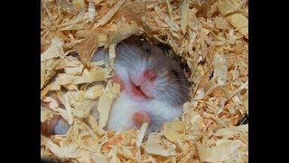 Les hamsters sont fous - compilation de hamsters drôles