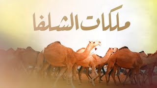 كلمات اغنية ملكات الشلفا سالم الشهراني