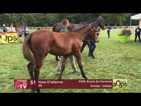 Show AQPS Lion 2017 : Lot 51 - Hors D'atteinte