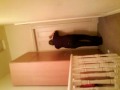 Greatest Freak Out Ever 9 ORIGINAL VIDEO