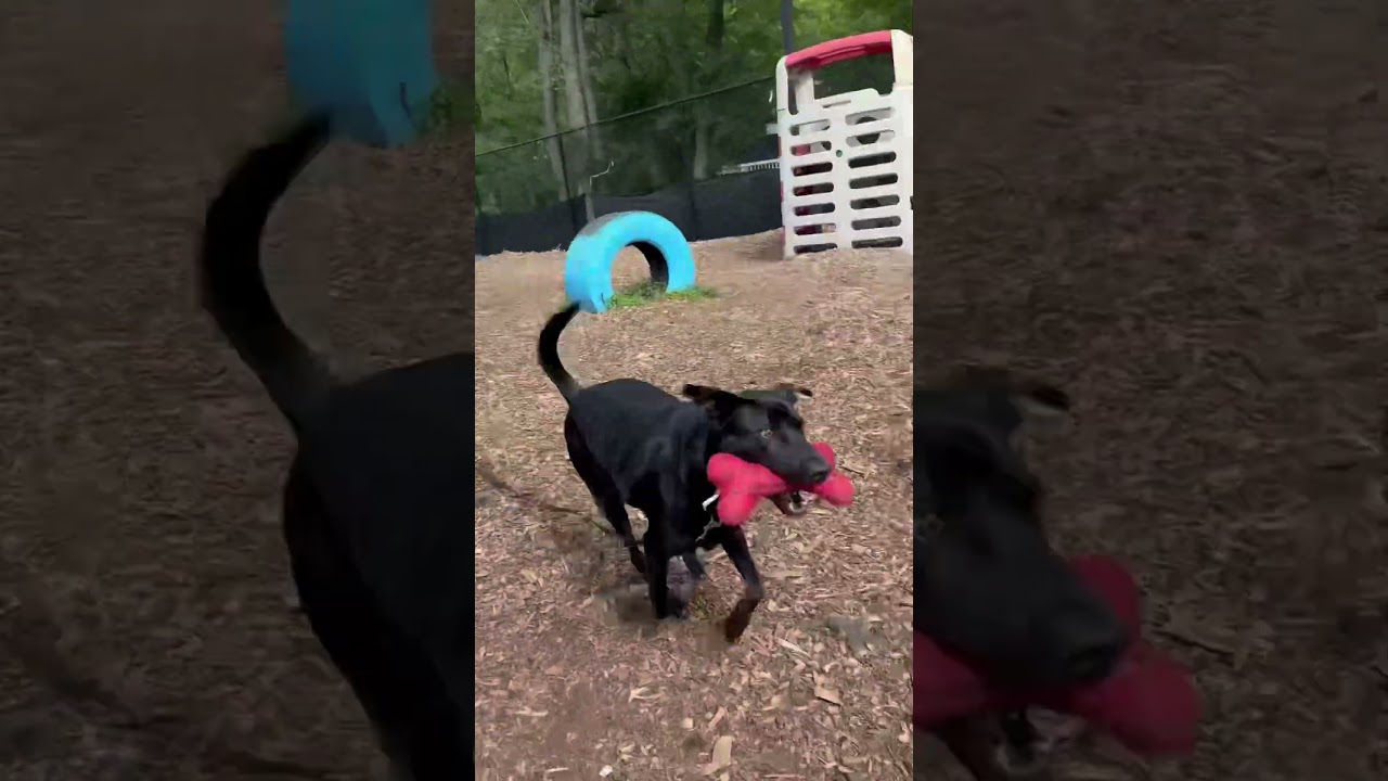 Enlarge Koda**, a Adoptable Labrador Retriever in Briarcliff Manor, NY video 6/6