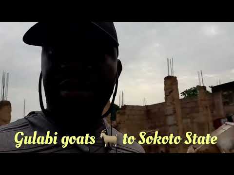 , title : 'Supply of Pure 💯 % Gulabi goats 🐐 breed to Sokoto State'