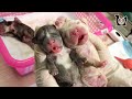 Cutest baby newborn puppies howling loudly asking for mom