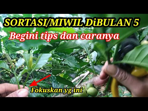 Sortasi/ miwil di bulan 4,5 begini caranya  petani pemula di jamin langsung bisa