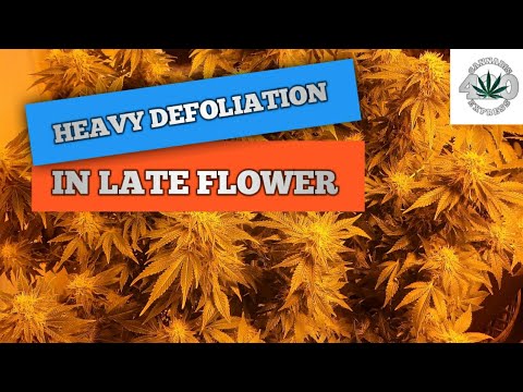 YouTube video about: How late in flower can you defoliate?