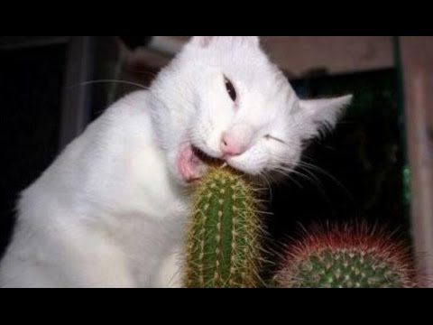 Funny Videos of Cats   Cats Jumping Into Owner's Arms Compilation 2016