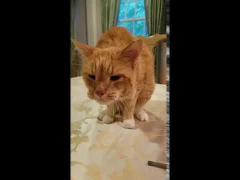 Kitty with a whooping cough