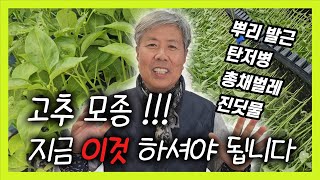 건강한 고추 농사를 위한 고추 모종 관리법! (총채벌레, 탄저병, 뿌리발근, 진딧물 예방)