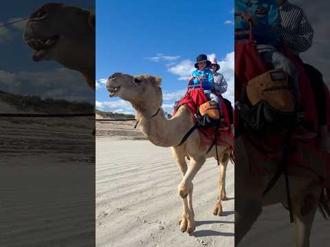 I’m riding a camel in Broome it’s so fun #cute #viralvideo #animals #amazing #funny
