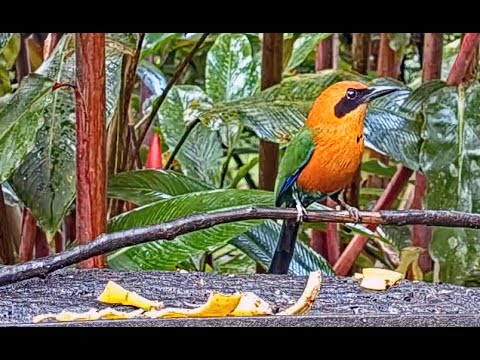 Stunning Motmot Takes Center Stage at Canopy Lodge | December 2, 2022 | Cornell Lab