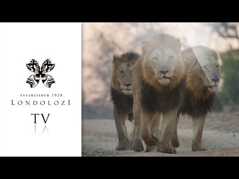 Majingilane Male Lions Chasing Intruder - Londolozi TV
