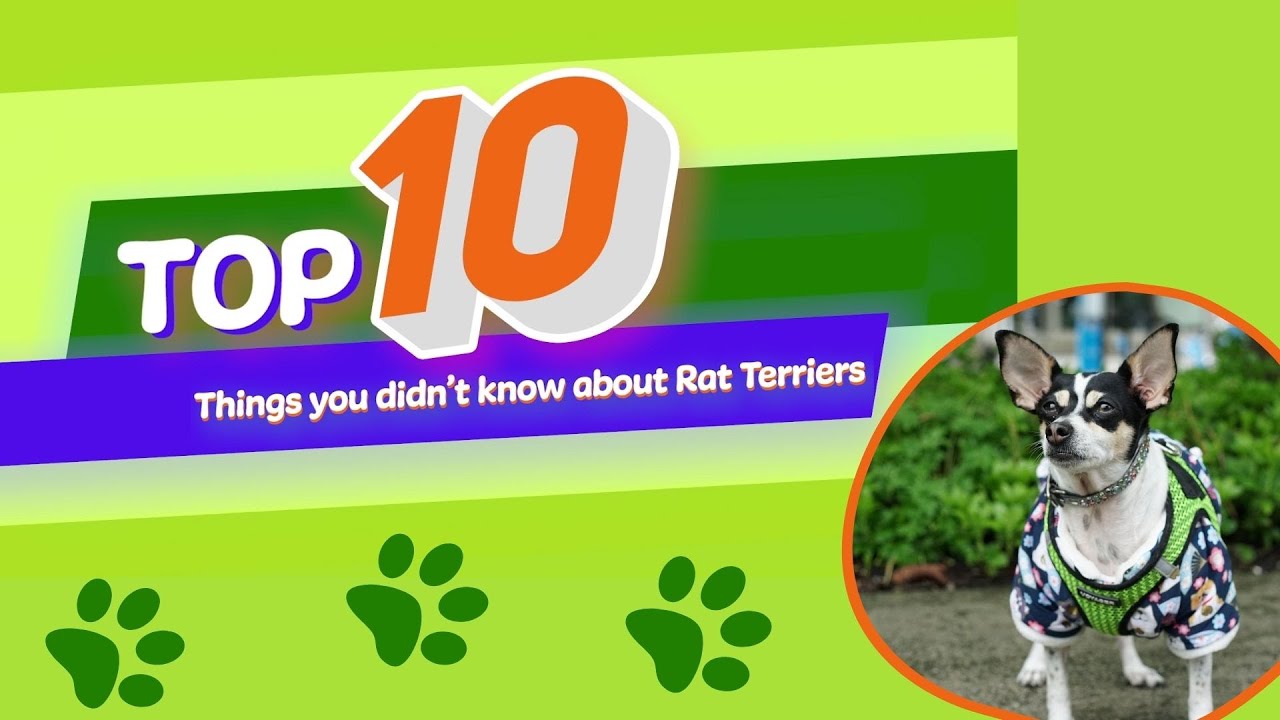 10 Things You Didn't Know About: Rat Terriers