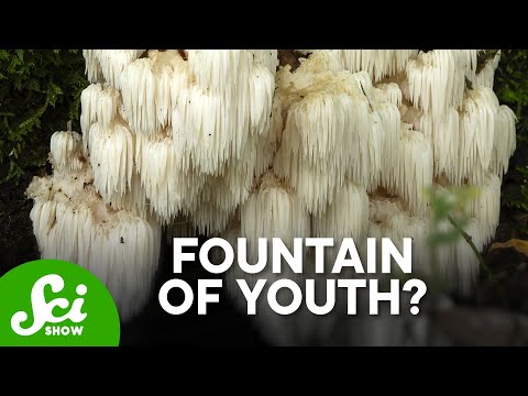 What (Non-Psychedelic) Mushrooms Can Do for Your Brain