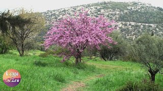 Sounds of spring. Birds singing in the morning - Studying, sleep, meditation