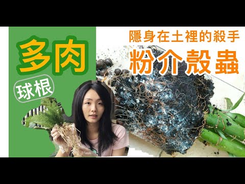 不傷根處理粉介殼蟲