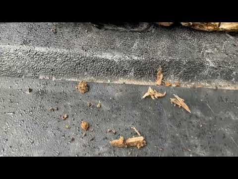 Termites Found in the Termite Monitors Around Home in Shrewsbury, NJ