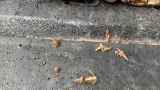 Termites Found in the Termite Monitors Around Home in Shrewsbury, NJ