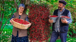 FREE Red Hawthorn Berries from Nature: How to Collect and Cook Them