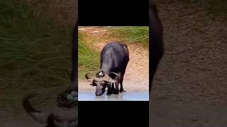 Los Nidos de Aves Más Seguros del Mundo