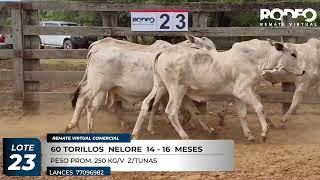 LOTE 23